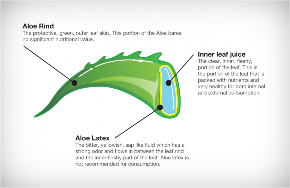 magicherbals ALOE VERA Properties