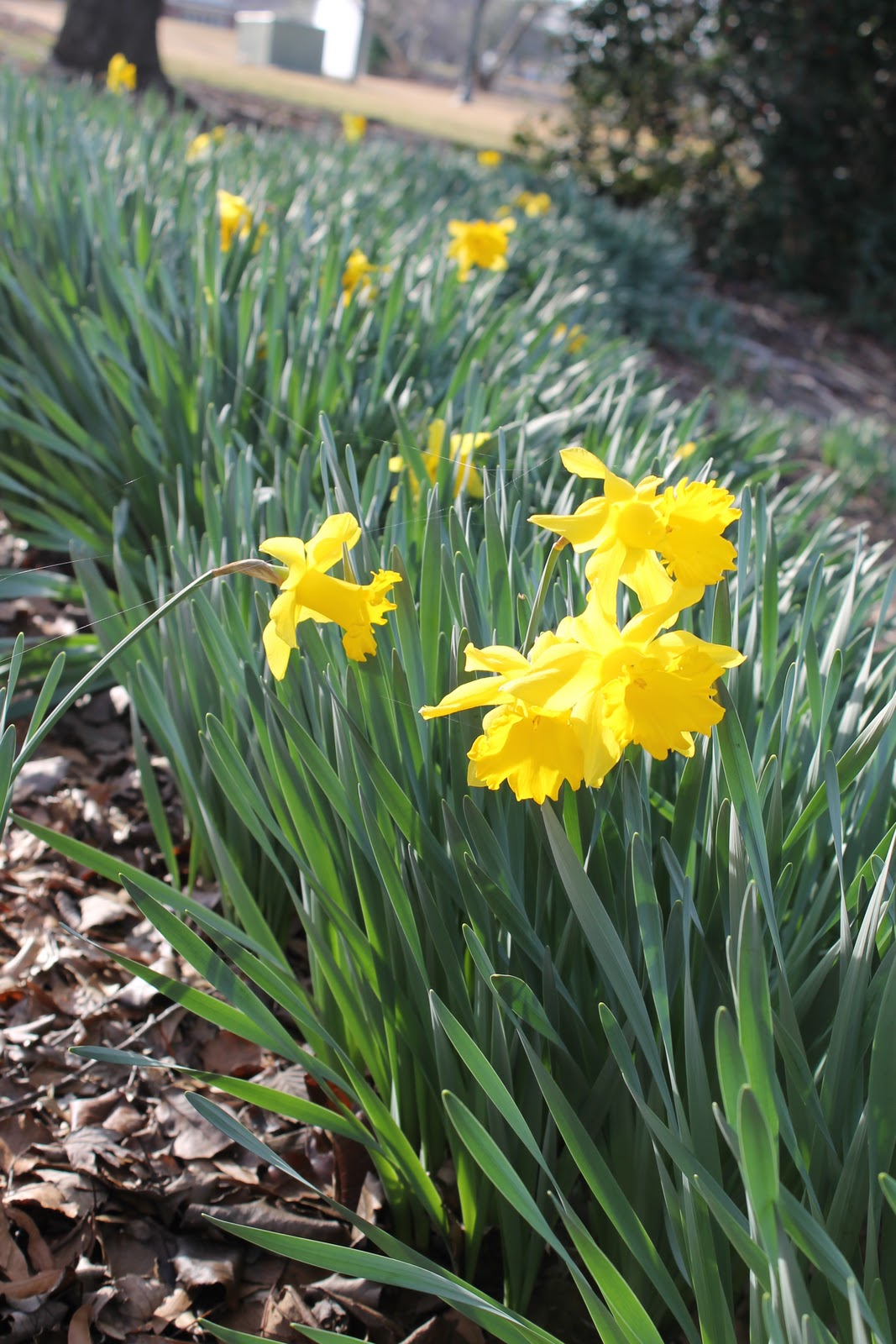 Daffodils In January? Miss Kopy Kat