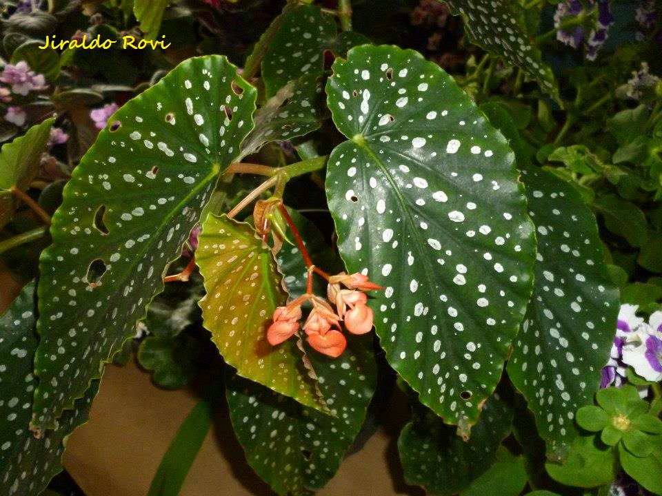 Begonia coccinea ~ PLANTUKIS
