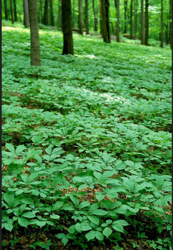 G2 Ginseng Best Ginseng in the World Comes From Wisconsin