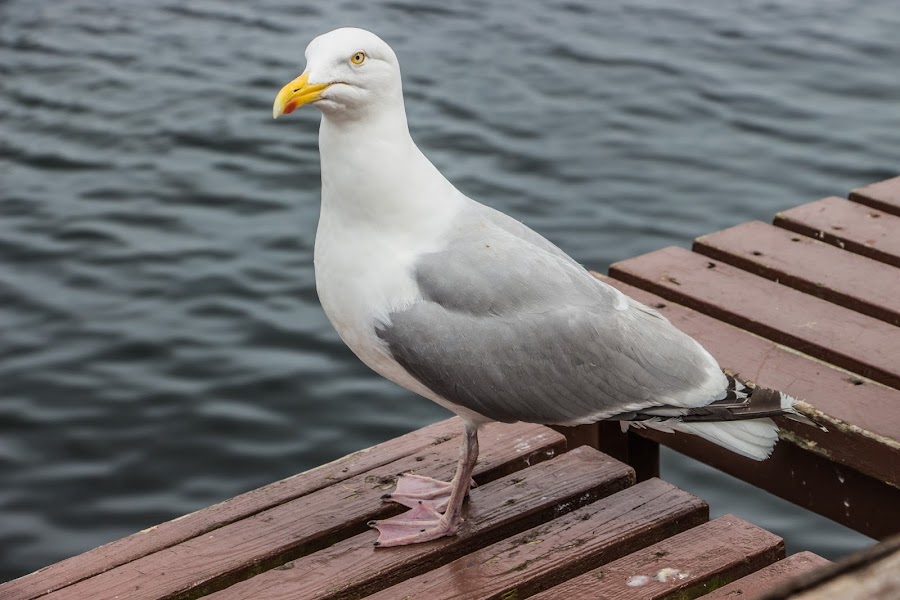 Escocia. Isla de Skye