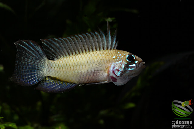 Apistogramma megaptera