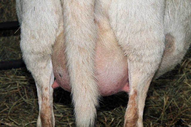 Τι πρέπει να τρώνε τα πρόβατα για να κάνουν περισσότερο γάλα