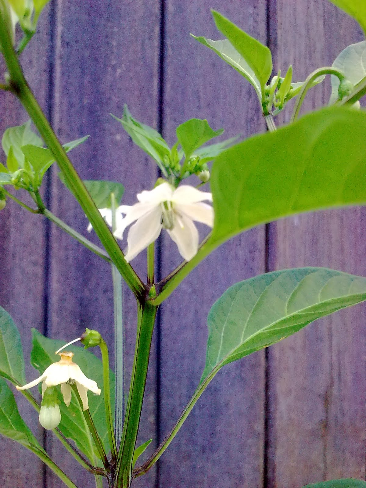 companion planting organic gardening green finger tips