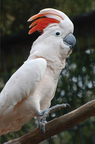 Jual Burung Kakatua Online Jual Burung Kakak Tua