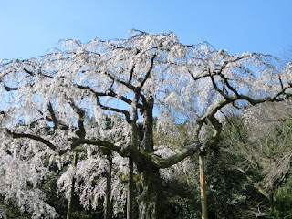 長興山の枝垂れ桜