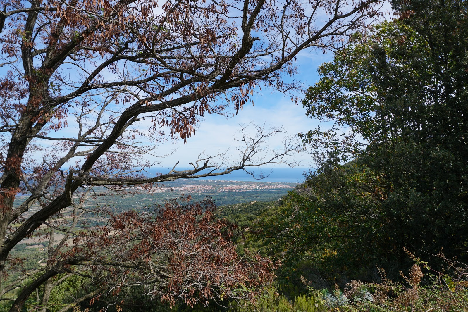 musings florida snow shovel