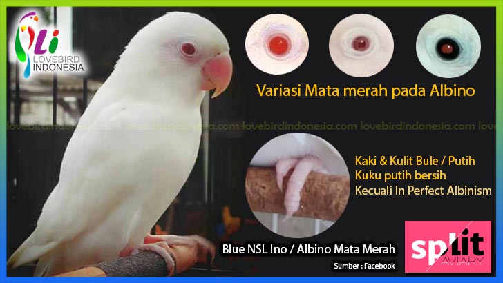 Mutasi Nsl Ino Atau Albinism Pada Burung Lovebird
