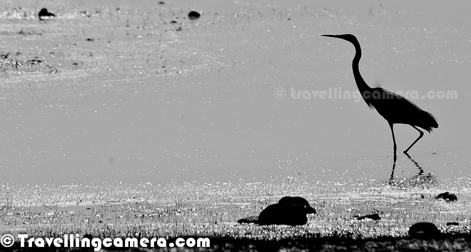 Winters in North are in full swing and this season also reminds us of time when birds from different parts of the world come to different wetlands of India. Bird migration is the regular seasonal movement of different types of birds along flyway between breeding and wintering grounds. Migration of these birds is a very interesting phenomenon wherein flight length & height of each bird is dependent on size & texture of wings. Accordingly different types of birds settle down in different wetlands which come on their way. This Photo Journey shares some photographs of Migratory Birds of North India and details on this phenomenon of Migration for a particular duration of year.North India has various wetlands where thousands and lacs of birds come during winters & go back to their native lands by March. This migration starts in the month of November with few exceptions.Migration timtings are primarily controlled by changes in day length, which is also associated with temperature in different parts of the country. Migrating birds navigate using celestial cues from the sun and stars, the earth's magnetic field and the winds favorable to their wings. The path, distance & final destination is derived by starting point, the air flow and power of wings to fly at a particular height against gravity. I was fortunate enough to attend a workshop on Bird Migration by National Conservation Team of Himachal State. Lot of migration happens because of genetic behaviors as well.Northern States of India see lot of Migratory Birds during Winters. Be is Himachal, Punjab, Harayana, Rajasthan, Jammu & Kashmir, Uttrakhand, Uttar Pradesh or Gujrat etc. There are various places around Delhi as well, where Migratory Birds can be seen. This season is very interesting for Photography enthusiasts to spend their weekends in better way.Okhala Bird Sactuary, Asola, Sultanpur, Bharatpur, Hauz Khas Village Lake and various other wetlands around Greater Noida, Gaziabad & Gurgaon offer nice landing stations of Migratory Birds. I not been to many of these locations and hope to visit few of them during this season. And when you are out in these wetlands, it's not only about migratory birds but you also see lot of resident birds having great time with these migratory species.While going out to meet these Birds, don't forget to take your camera & binoculars with appropriate lenses. Preferably you should have lens with more than 400mm. Image Stabilization is again a very useful thing when it comes to Bird photography. While shooting photographs of birds, ensure that you target to click photographs in direct sunlight. It helps getting faster shutter-speed and hence good opportunities to capture birds in action.Having a mono-pod handy with you can be very useful. Basically you may want to wait for right time to click a particular bird and hence keeping hands still can be biggest challenge, Carrying a Tripod can be tiresome, so mono-pod becomes better option. And while around birds, make sure that you don't do lot of movement. And when it comes to dressing, prefer dull colored clothes, preferably black. And specifically avoid bright shaded clothes. You may want to set your camera is continuous mode so that you get sharp images of birds in action.If possible and you have high focal length lens try to focus on eyes of birds because most of the times viewers look at the eyes first and other advantage is that you get appropriate focus around important parts of bird-body.Photographs shared in this post are not good examples of Bird Photographs. Most of these are shot with very low focal-length point-n-shoot cameras and then cropped.During Bird Photography you will be able to appreciate auto-focus capabilities of your lenses in better way.Some of the birding places in various parts of Himachal Pradesh state are - Great Himalayan National Park, Kasauli, Dharamshala, Kangra, Majhat Harsang, Pong Dam and Manali. But whenever you are in other parts of Himachal Pradesh, make a point to have a walk early in morning and keep closer watch on sounds around you. Some of the popular destinations for birding in Harayana are considered -  Basai, Bhindawas, Bhor Saiyadan, Drain No 8    , Kalesar, Mohamedabad Marsh, Morni Hills, Naharh Santuary , Panipat Refinery, Sultanpur and West Yamuna Canal.Main places to explore for birding in rajasthan are - Bharatpur, Desert National Park, Sariska, Ranthambore, Sambhar Lake, Kota, Mt Abu, Samode and Bund BarethaUttrakhand has some of the very popular birding destinations - Corbett, Dehradun, Kedarnath, Nandadevi, New Forest, Rajaji, Pangot, Valley of Flowers, Upper Kuamon, Binsar, Asan Barrage, Sitlakhet and Kaladhungi. Gujrat has Little Rann, Hingolgadh, Narayan Sarovar, Gir and Wild Ass.When I started finding out appropriate details about places in delhi to see Migratory birds, I was surprised to find out some very interesting details. Delhi, the capital city of India as a birding venue has a remarkable number of interesting sites. In spite of the high population density, there is a surprising number of green open spaces in the city. There are various resident birds in the city and has some interesting summer visitors that move north out of the peninsula to breed before and during the summer monsoon. Winter visitors are far more than what we see in summers. Delhi is well positioned near Yamuna river.Okhala Bird Sanctuary around Yamuna river and its associated wetlands have the most productive places with a bird list of over 330 species. During peak time over 150 species in a day is easily possible. This region has huge duck and goose flocks of 15+ species including Bar-headed and Grey-lag Goose, Ruddy and Common Shelduck, Ferruginous Duck and Red-crested Pochard. More details can be checked at http://www.theurbanbirder.com/urban-birding/delhi/ Here we wish you a great Birding season