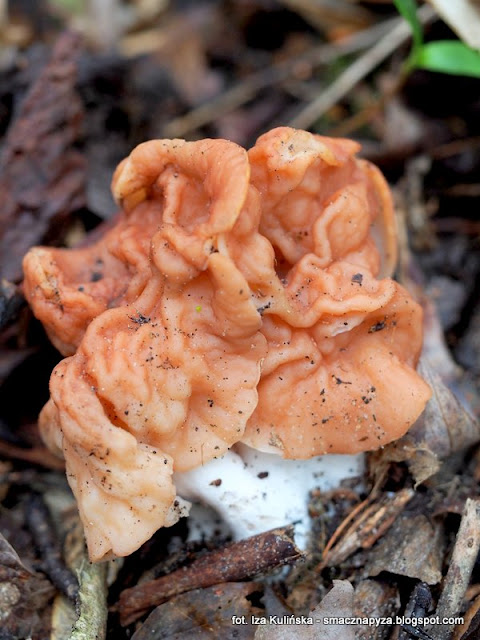 piestrzenica-pochyla gyromitria fastigiata, grzyby chronione, atlas grzybow, grzyby gatunkami, gatunek, jaki to grzyb, las bemowski, wiosna, mykologia, grzybobranie