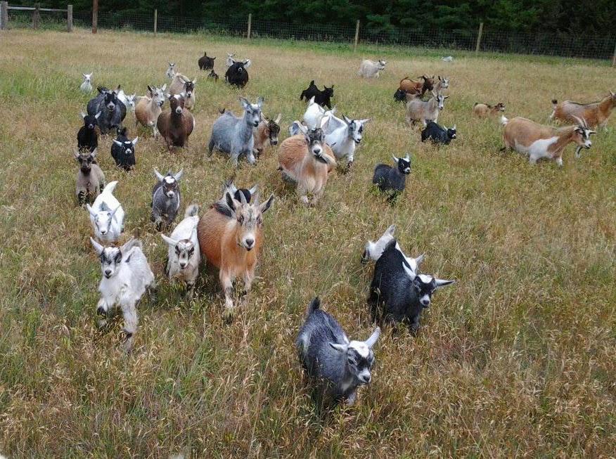Pygmy Goat Care Modern Farming Methods pygmy-goat-care-modern-farming-methods
