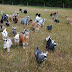 Pygmy Goat Care