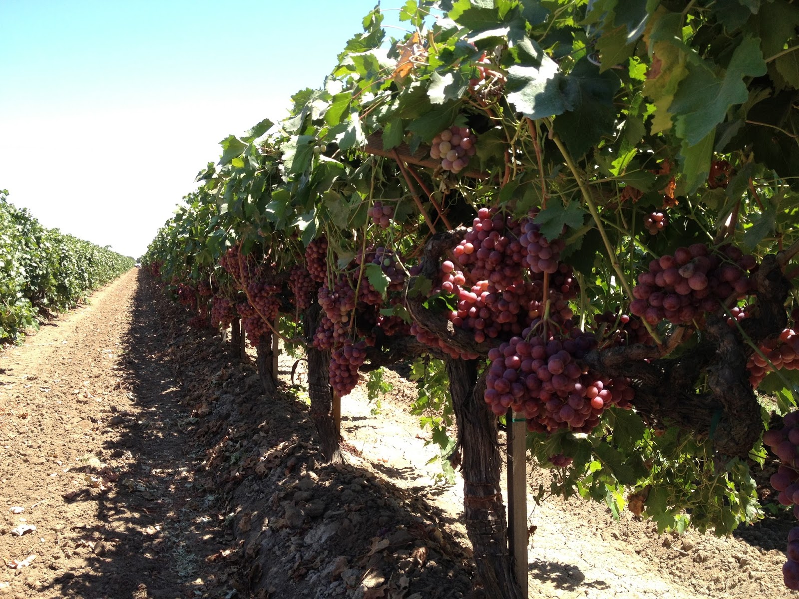 Fresh off the Boat in HK the hidden world of table grapes