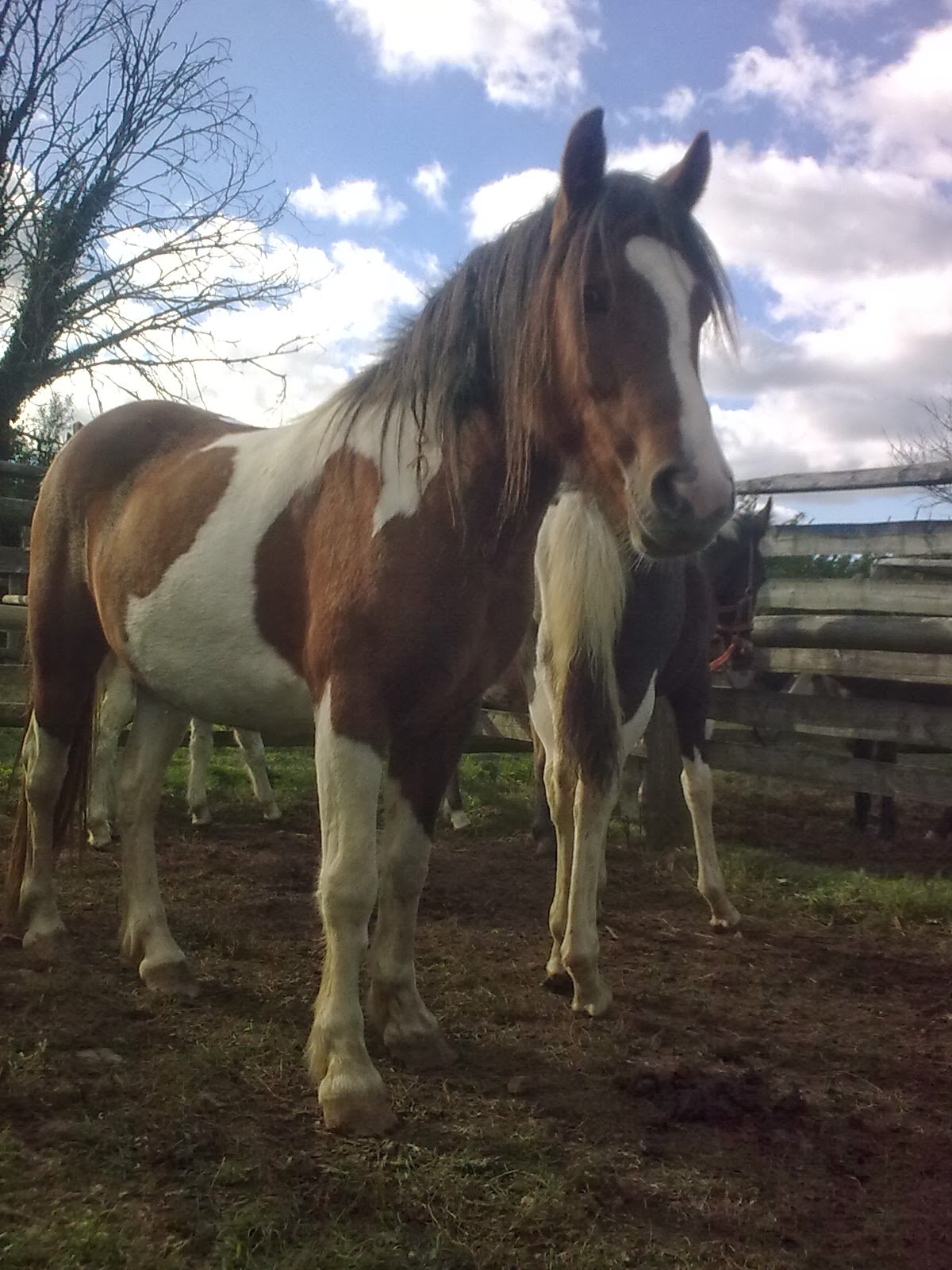people4ponies blog Chagford Dartmoor Pony Sale