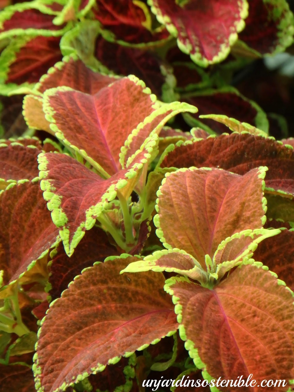 Plectranthus scutellarioides-Coleus blumei (Cóleo)