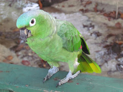 Parrot, Cahuita National Park