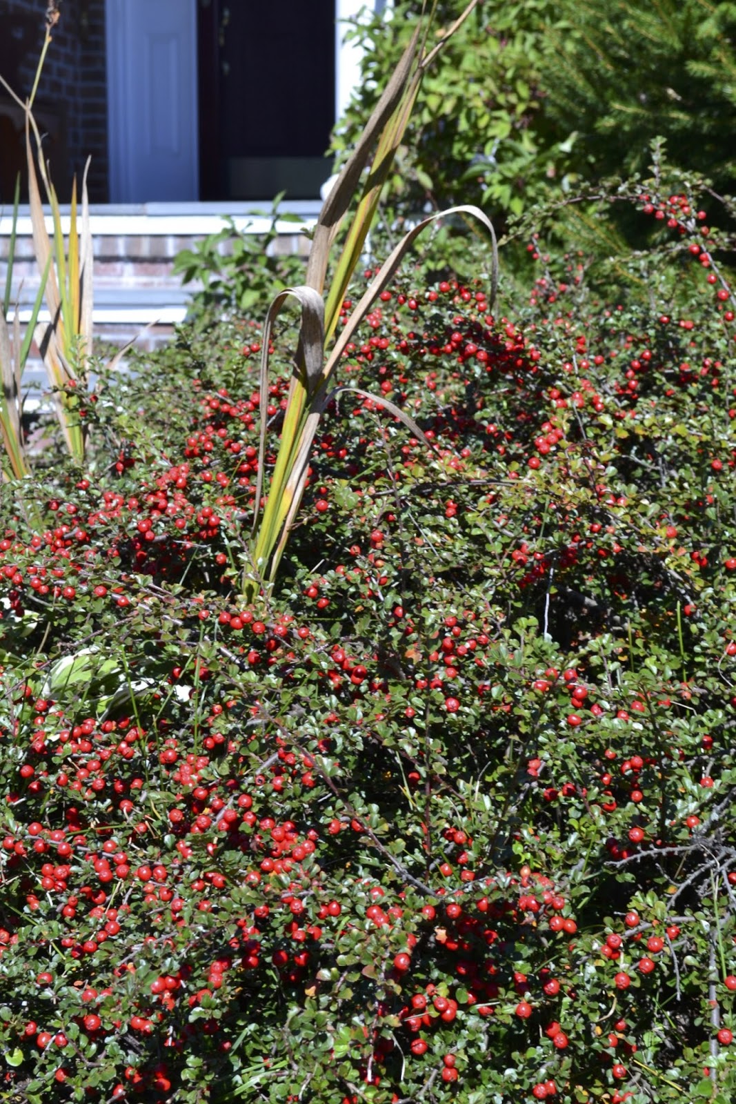 Plant Inventory at 20 Timothy Cotoneaster apiculatus / Cranberry