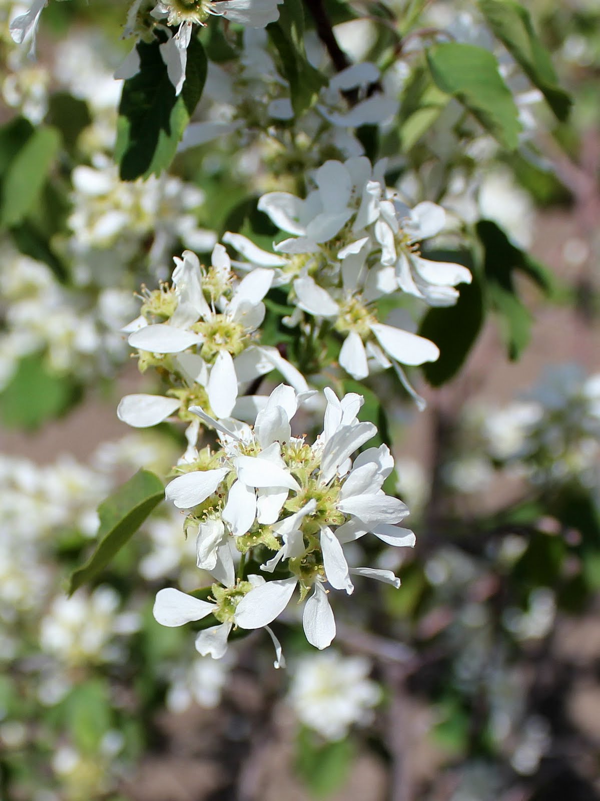 My Mountain Garden Gleanings: Fruit Trees in Bloom