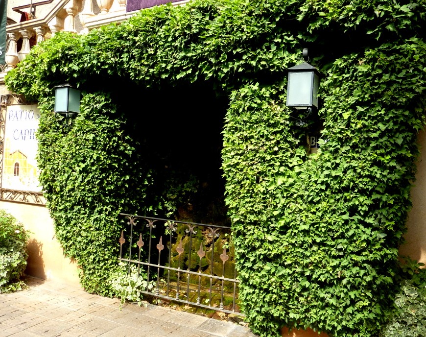 HOW TO PRUNE IVY The Garden of Eaden