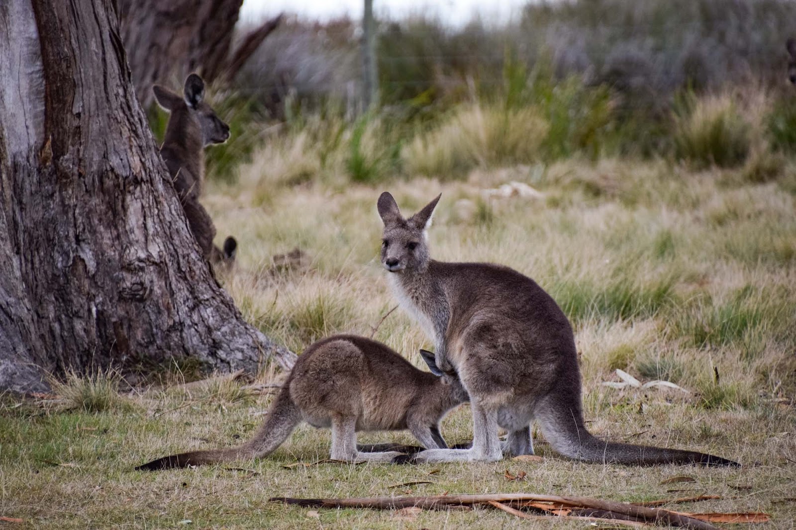 tasmania wildlife