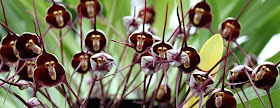 bunga orkid yang pelik
