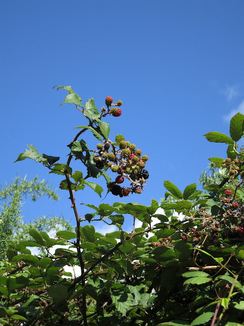 Ripening Blackberries Against a Blue, Blue Sky