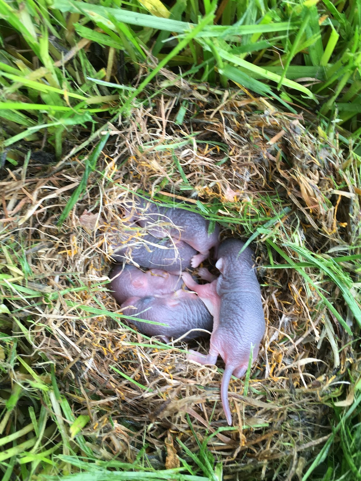 More than Meets the Eye - Nature: I found a mouse nest!
