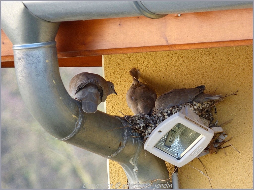 simbricojardin Les bb tourterelles Départ du nid.