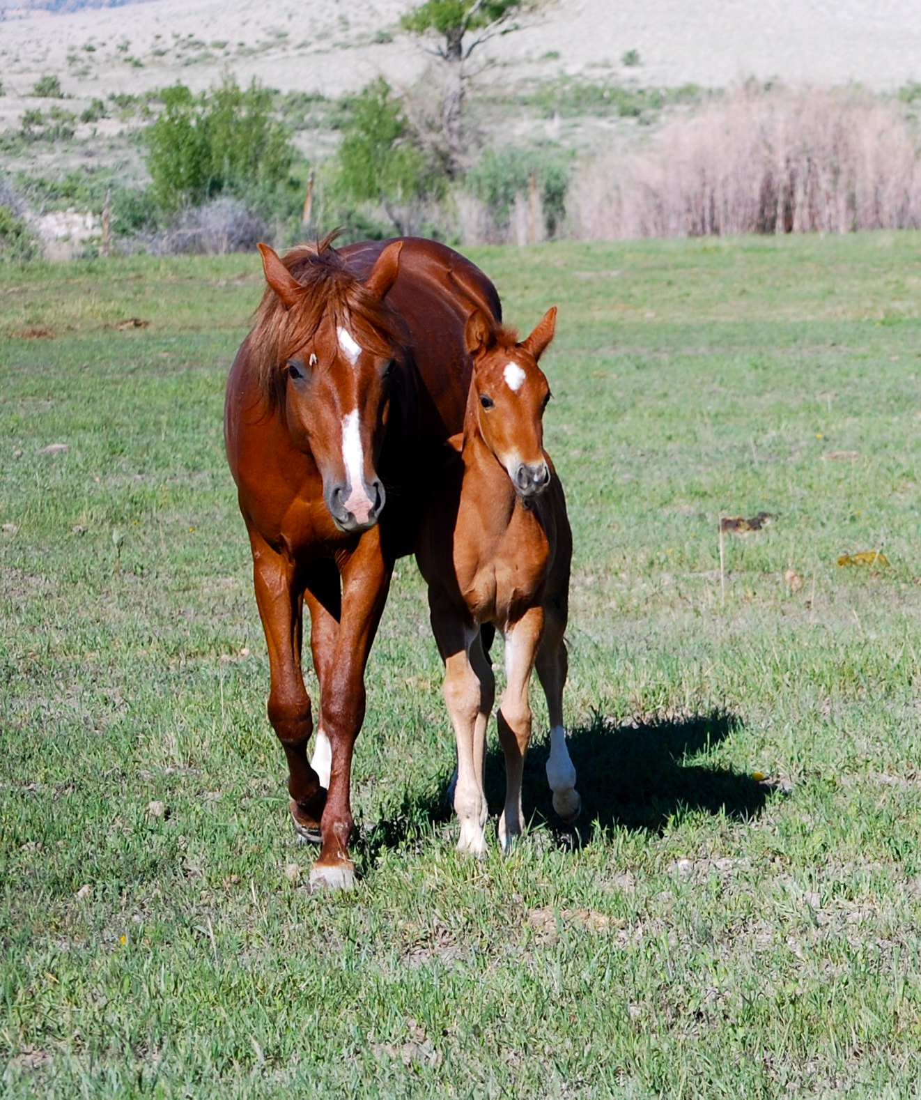 Roan River Ranch Quarter Horses Broodmares for sale