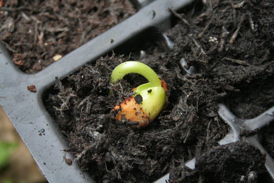The Victory Garden - Dwarf French Bean Sprouting from a seed