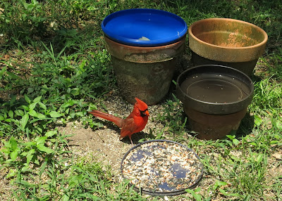 Mr. Cardinal, Today, May 28, 2016, 12:22:39 PM