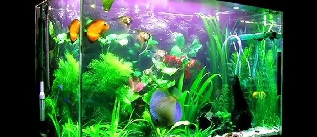 Ikan dalam Akuarium yang Populer Dipelihara Harga Murah