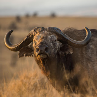 buffalo dream meaning