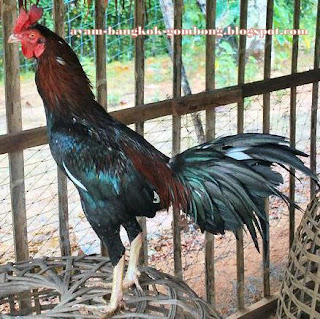 Warna Bulu Ayam Bangkok Perlu Diperhatikan