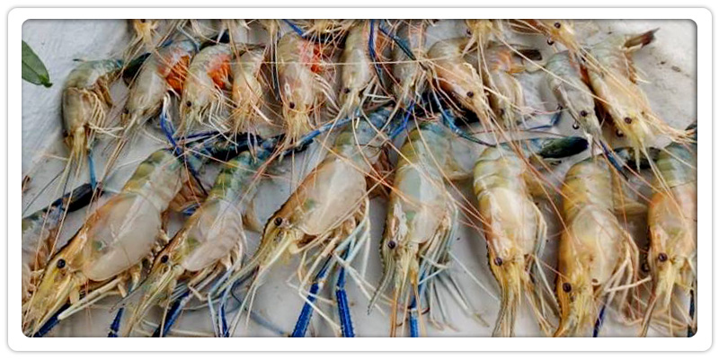 Umpan Mancing Udang Galah