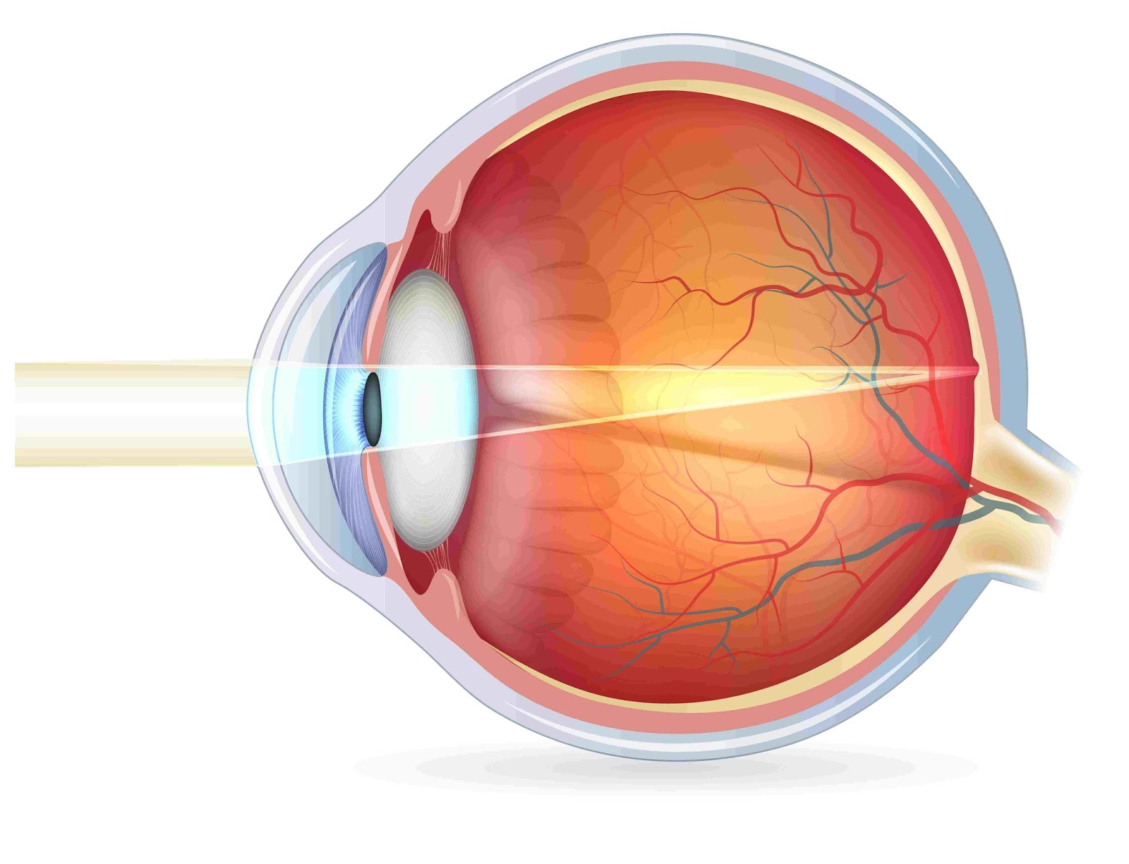 Human Eyes - Strange Facts and Health Related Problems | Health Secrets
