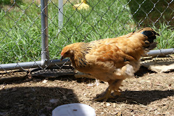 coops chicken feathers wait tail come