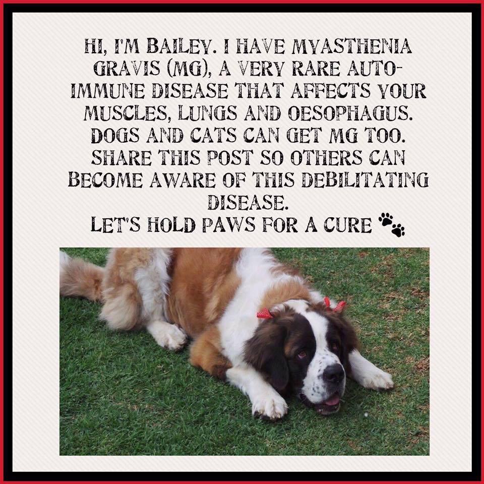 Myasthenia Gravis And Dogs