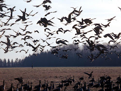 birds jack film box lots bird flying miner hitchcock 1963 overpopulation abime electronics des sanctuary fall alfred final scene evans