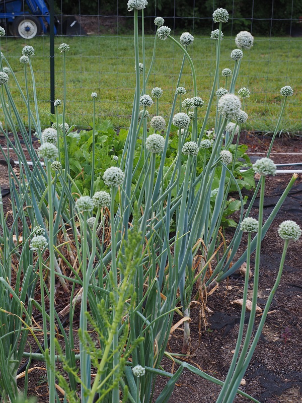 Budding and Blooming Growing Onions in Warm Climates