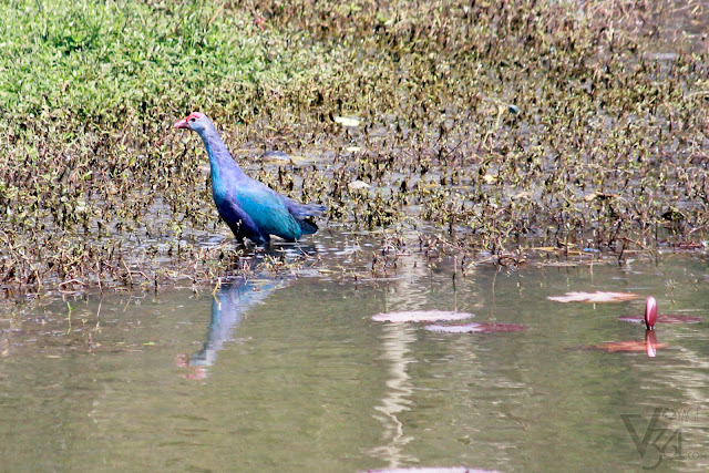 Purple Swamphen Purple Swamphen