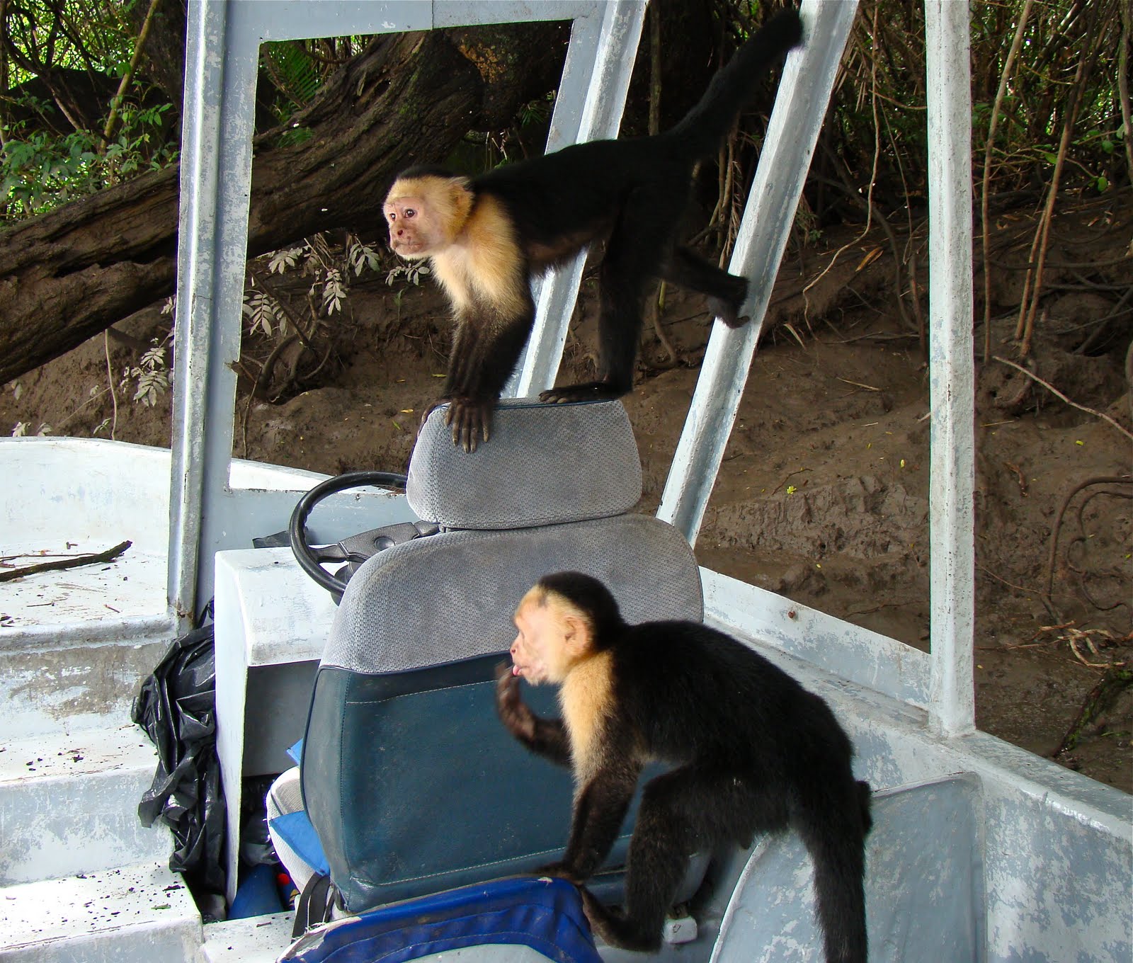 Tamarindo, Costa Rica Daily Photo Monkeys jumping on the boat