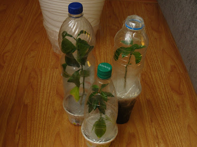Упаковка растений для пересылки