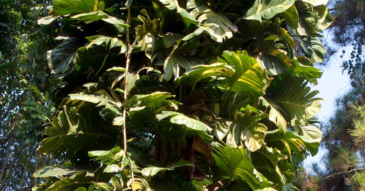 14 Jenis Tanaman Merambat untuk Vertical Garden - Desain Lanskap