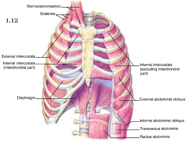 Mini Handbooks: Skeletal Muscle Group II