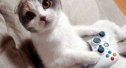 gatos nintendo download gatos nintendo download