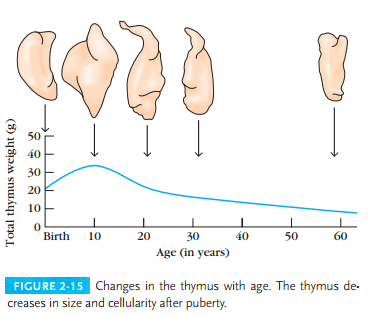 Primary Lymphoid Organs | IMMUNOLOGY SYSTEM