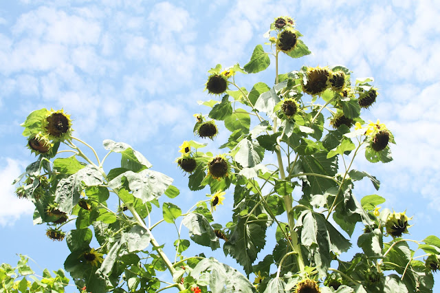 sunflowers, late summer, autumn, Anne Butera, My Giant Strawberry