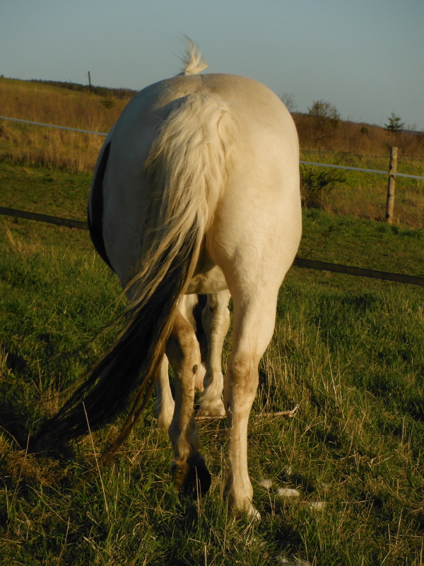 The Twin Tiers Horse Shedding Winter Coats and Blankets