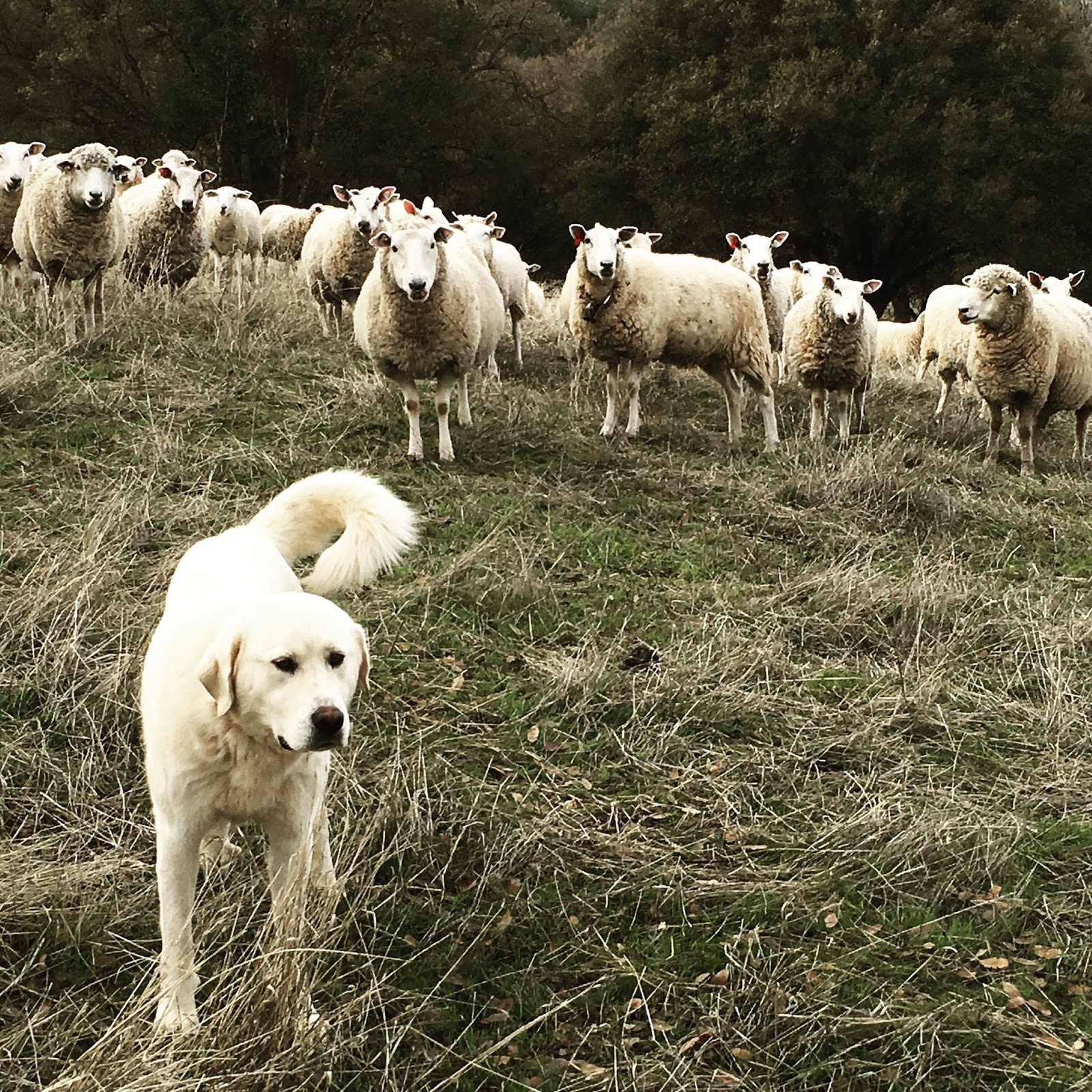Foothill Agrarian Earning their keep More on livestock guardian animals
